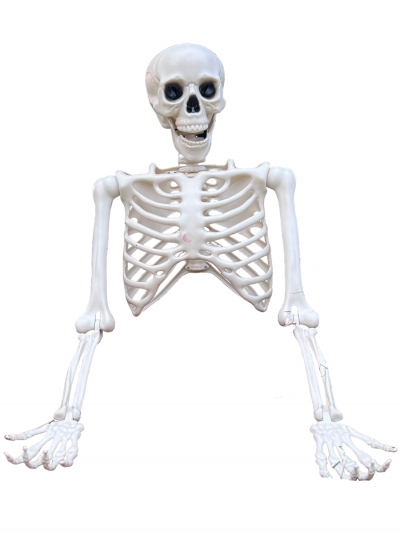 Скелет человека Skeleton, 165 см-3